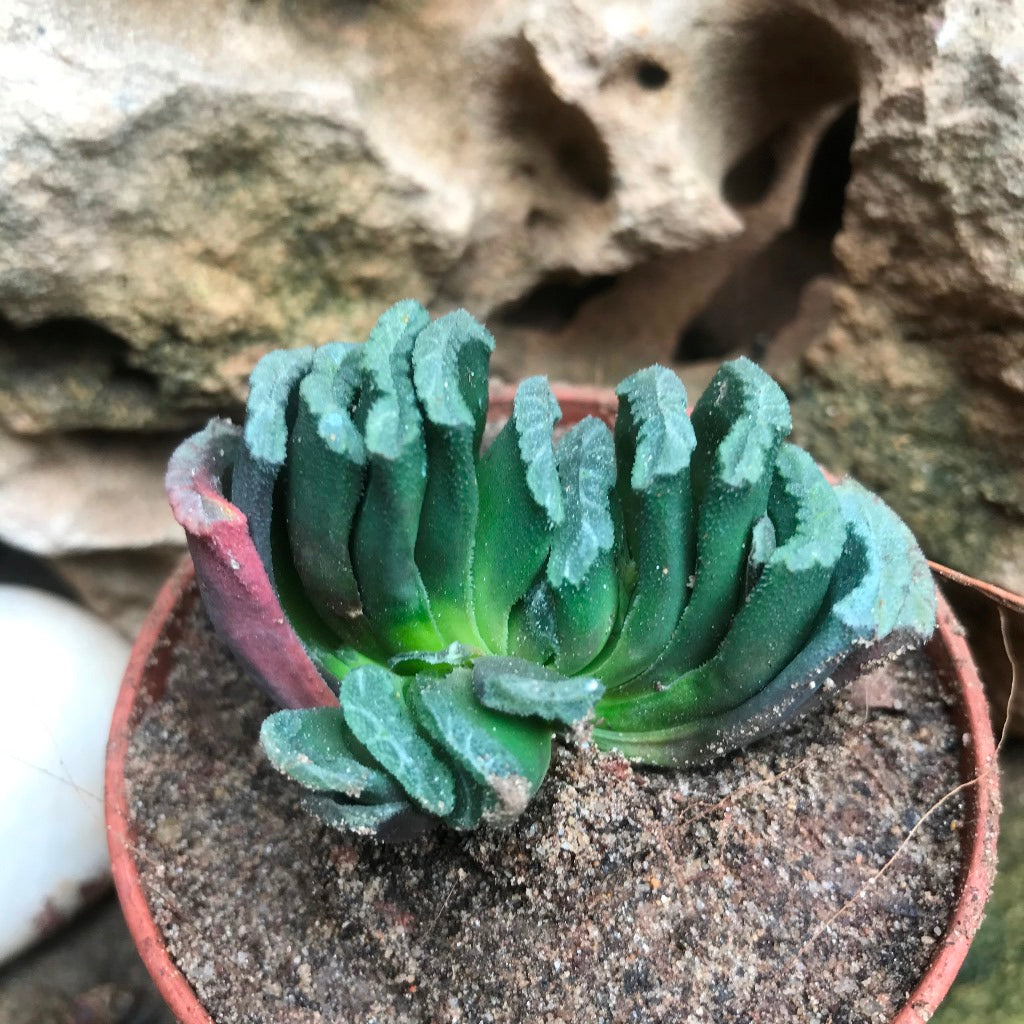  Haworthia Truncata Succulent Plant