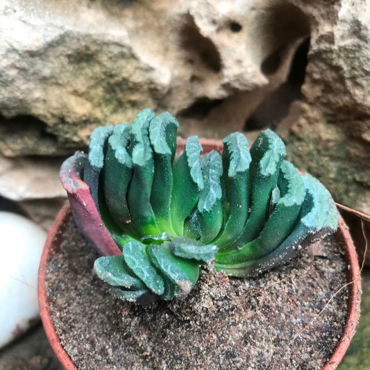  Haworthia Truncata Succulent Plant