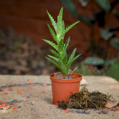  Haworthia Squarrosa Succulent Plant