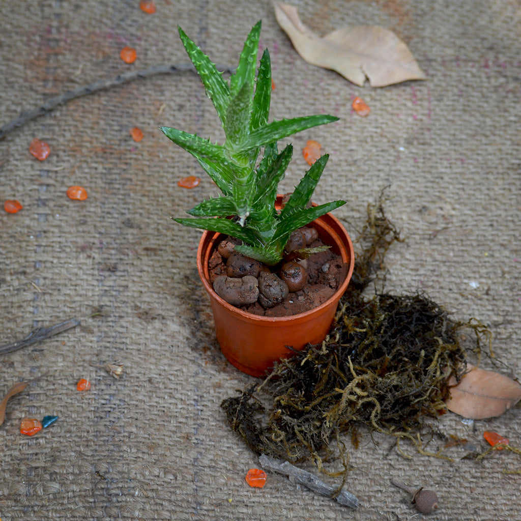  Haworthia Squarrosa Succulent Plant