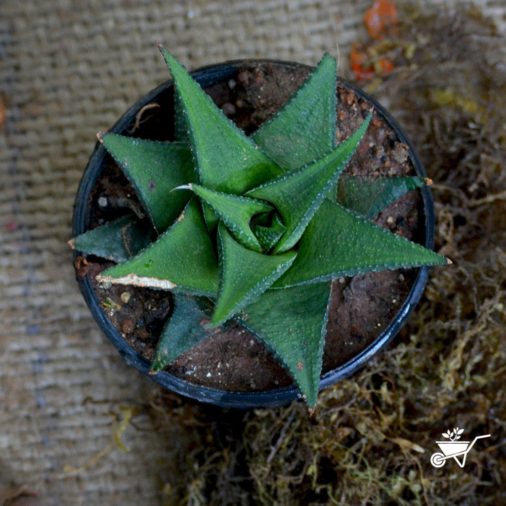  Haworthia Viscosa Succulent Plant