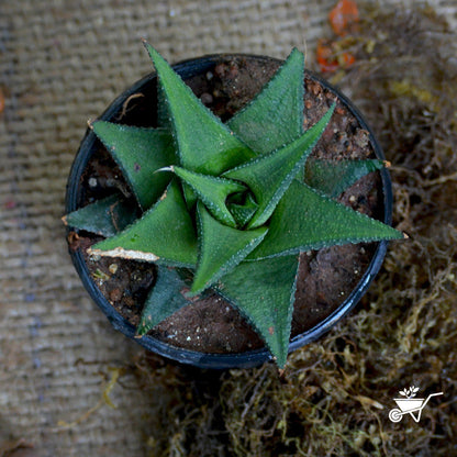  Haworthia Viscosa Succulent Plant