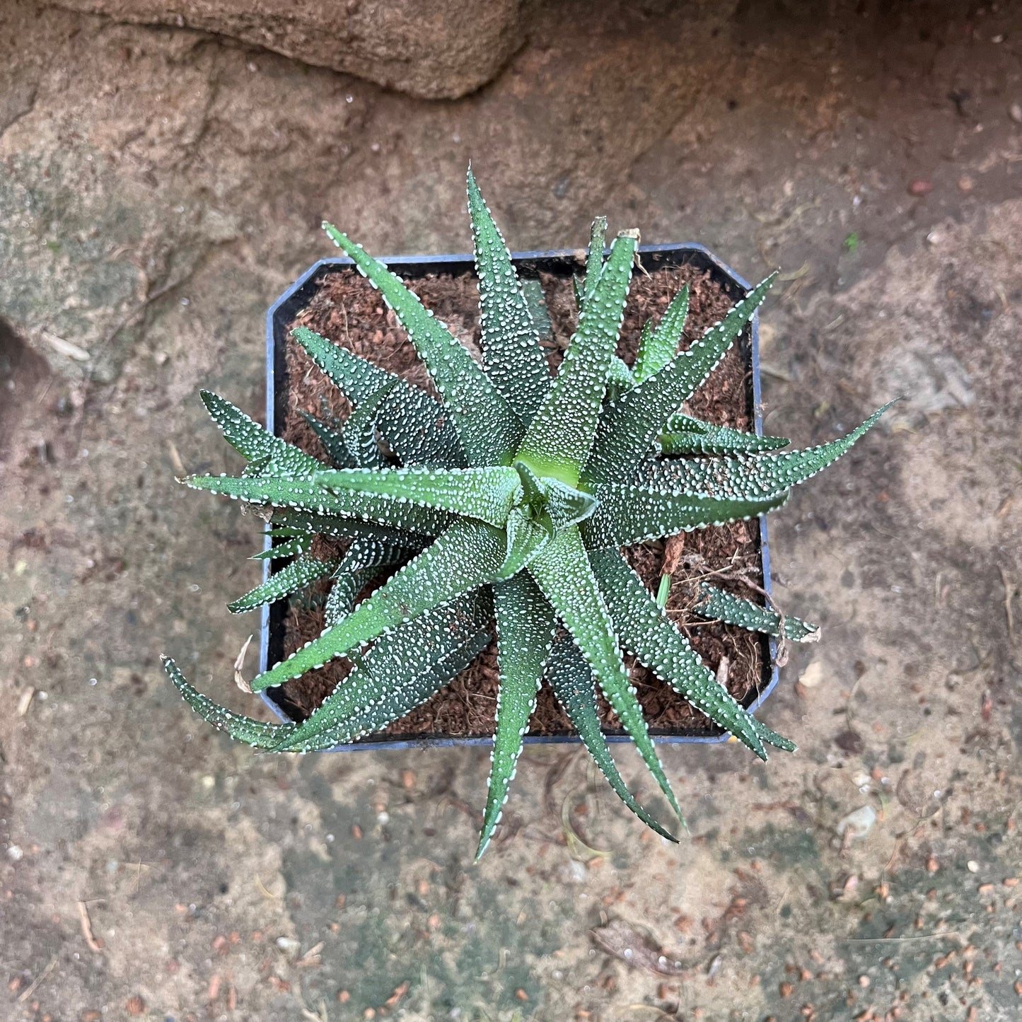  Haworthia Attenuata Var. Radula Succulent Plant