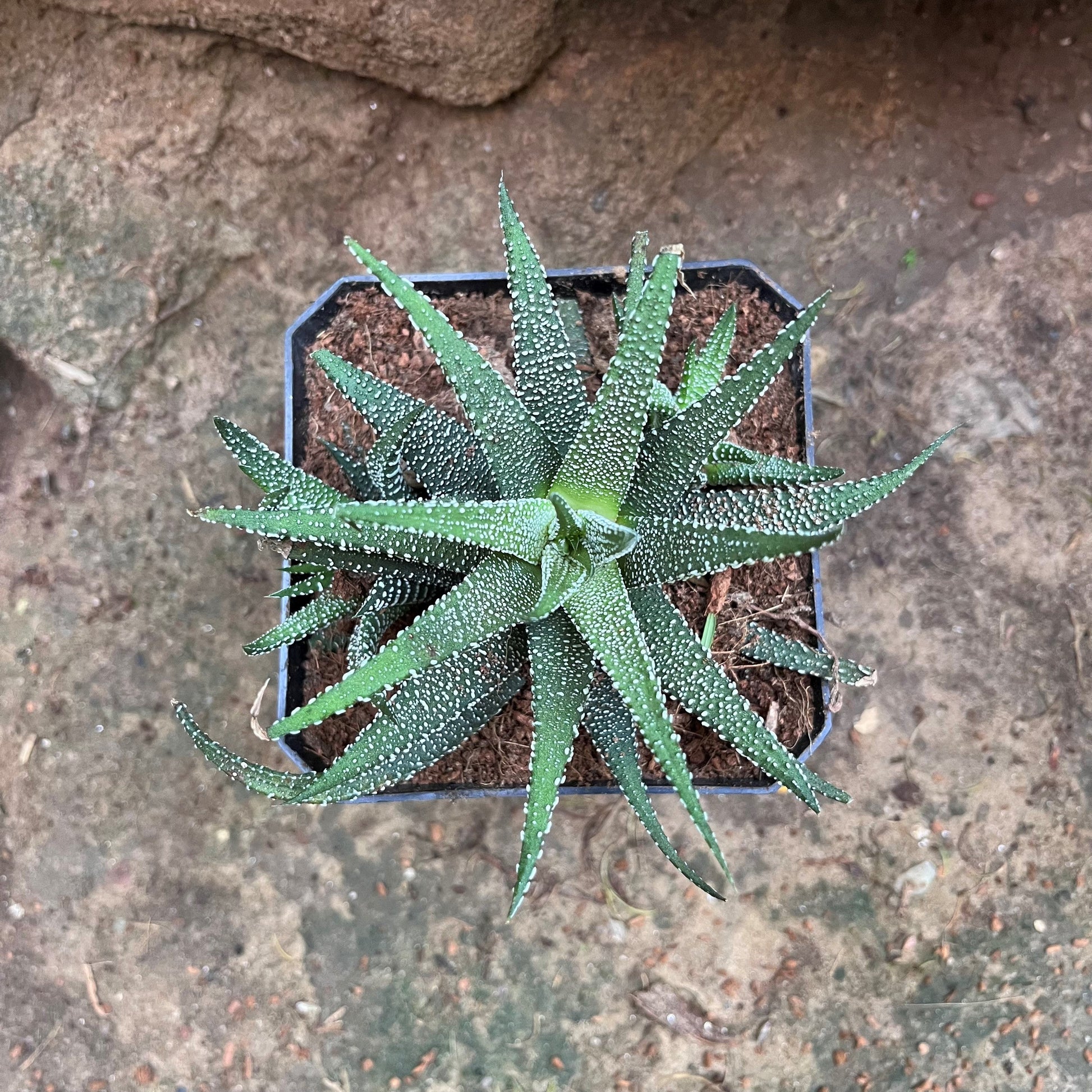  Haworthia Attenuata Var. Radula Succulent Plant