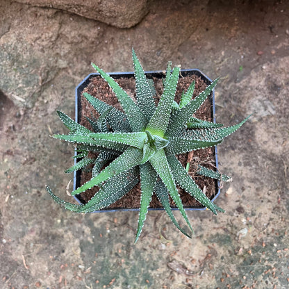  Haworthia Attenuata Var. Radula Succulent Plant