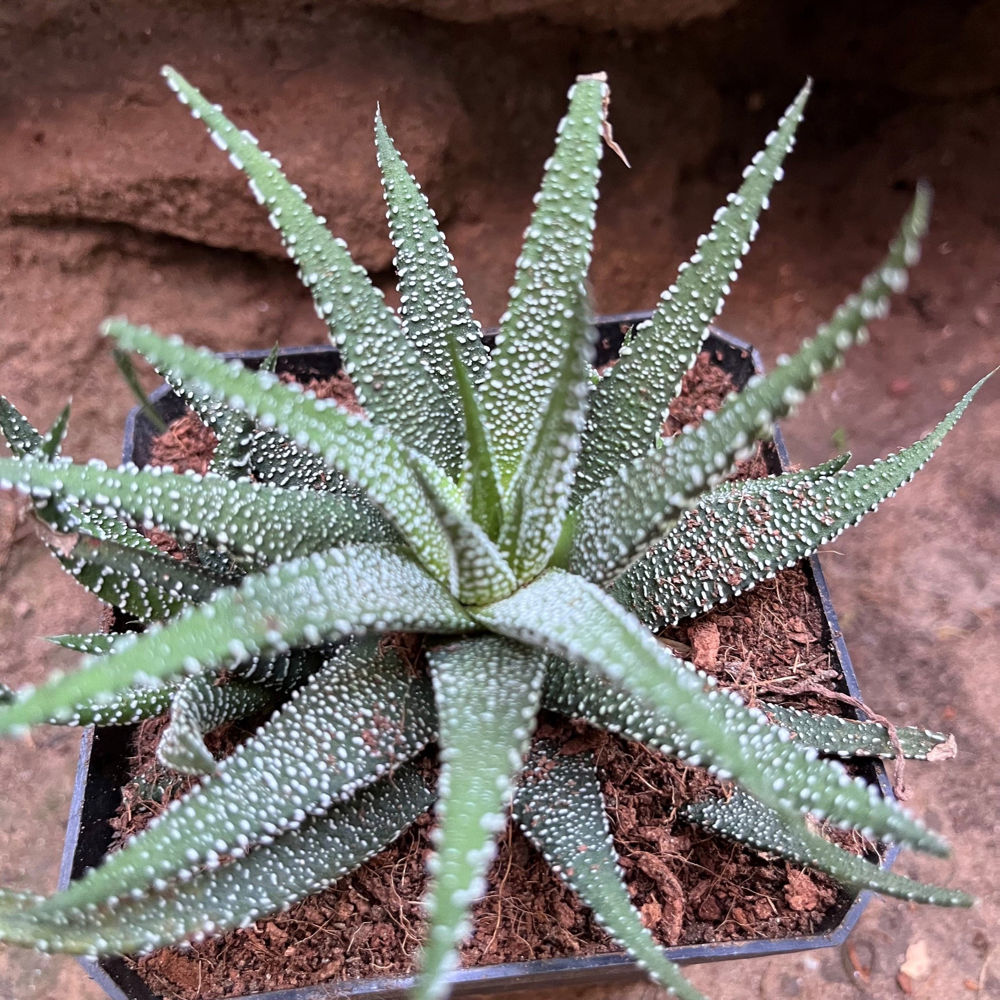  Haworthia Attenuata Var. Radula Succulent Plant