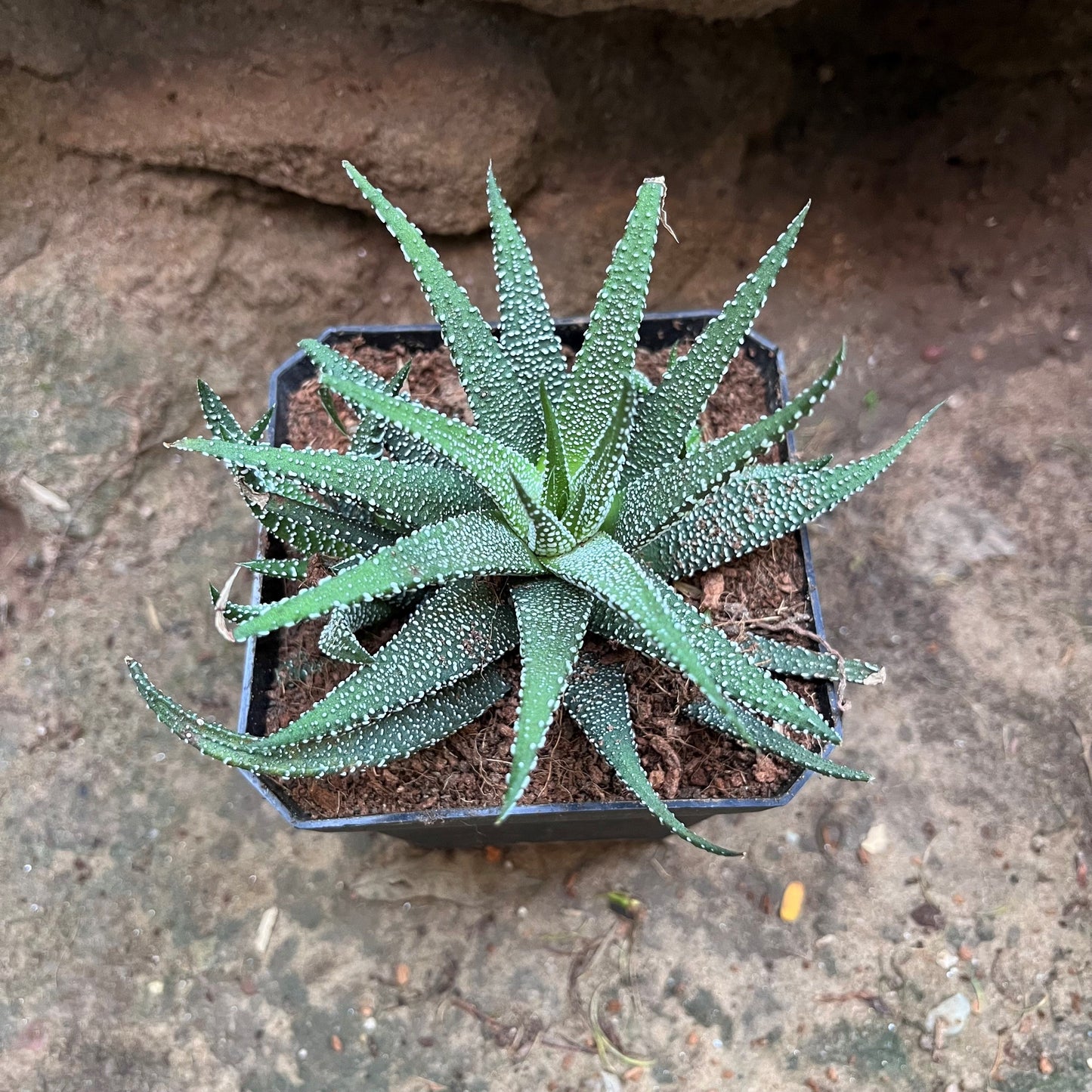  Haworthia Attenuata Var. Radula Succulent Plant