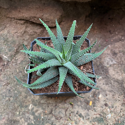  Haworthia Attenuata Var. Radula Succulent Plant