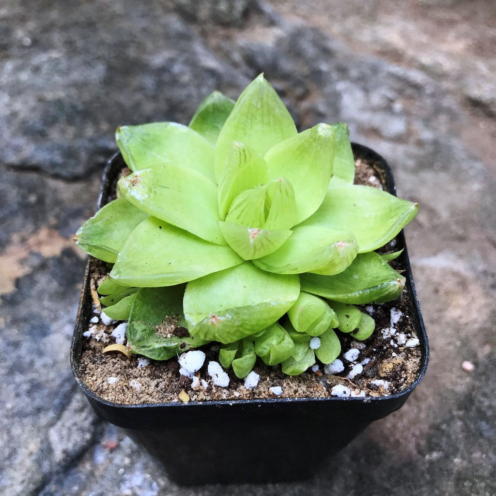  Haworthia Cymbiformis Xantha Gold Succulent Plant