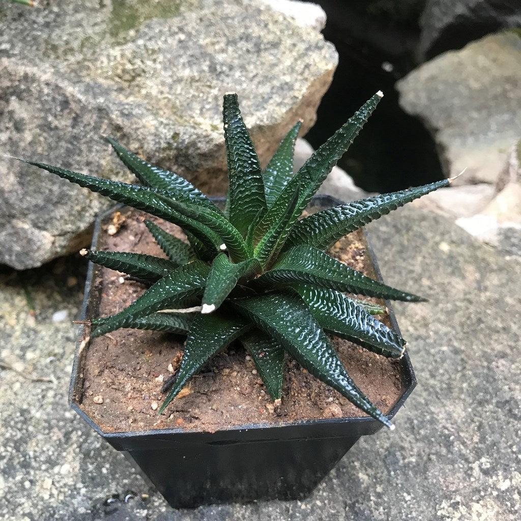  Haworthia Limifolia V Keithii Succulent Plant