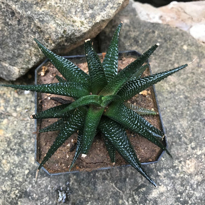  Haworthia Limifolia V Keithii Succulent Plant