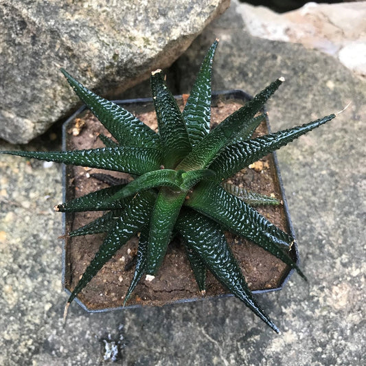  Haworthia Limifolia V Keithii Succulent Plant
