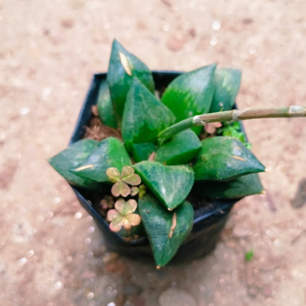  Haworthia Mirabilis Succulent Plant