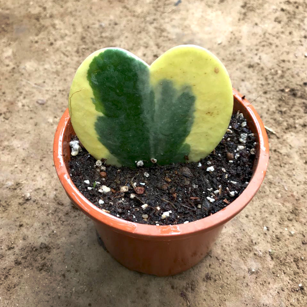  Hoya Kerrii Albomarginata Plant