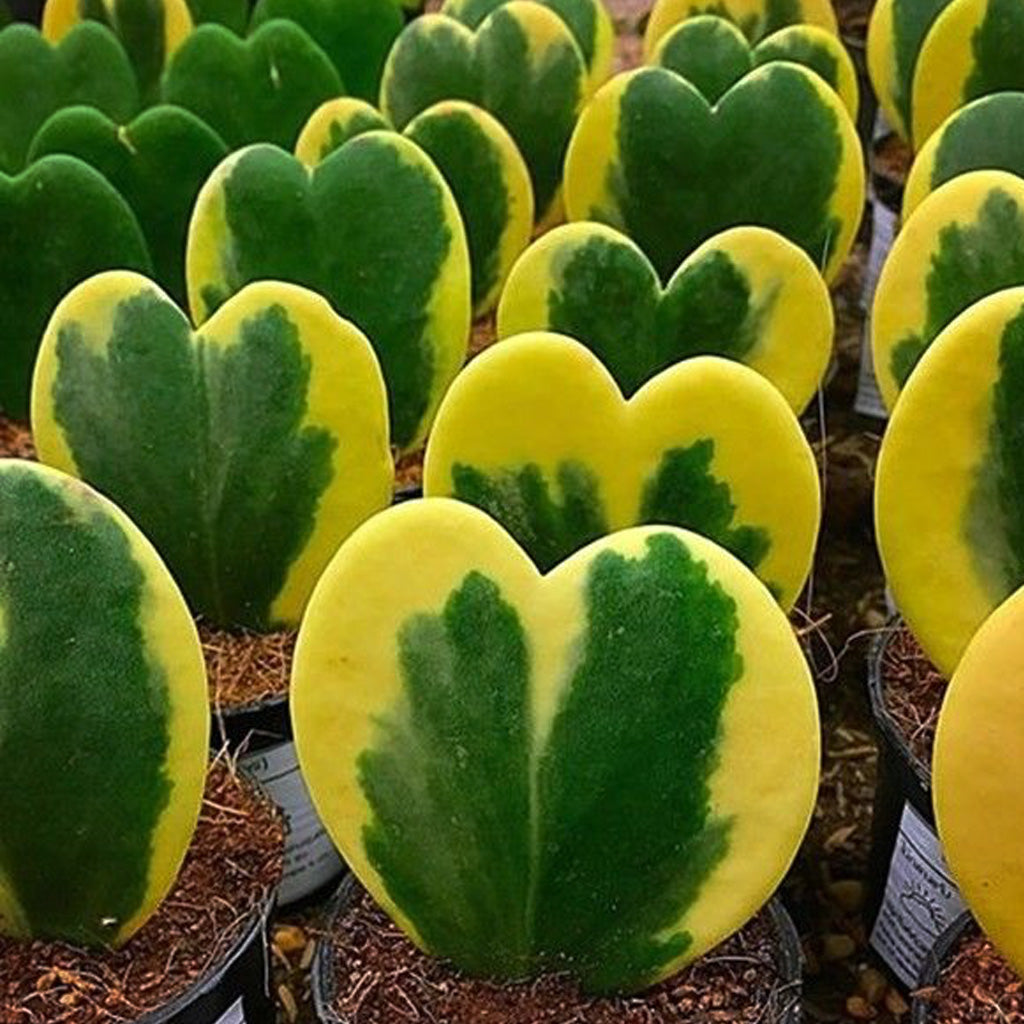  Hoya Kerrii Albomarginata Plant