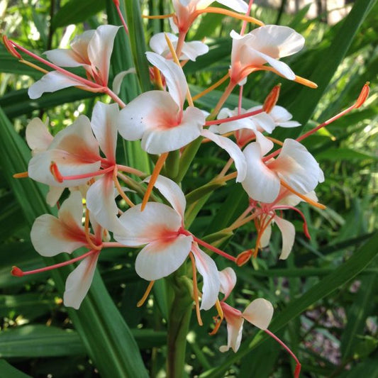  Hedychium 'Pink Flame' (Bulbs)