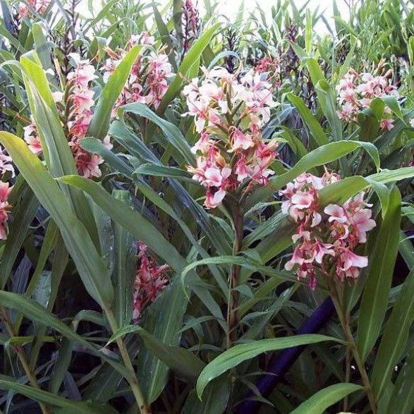  Hedychium 'Pink Flame' (Bulbs)