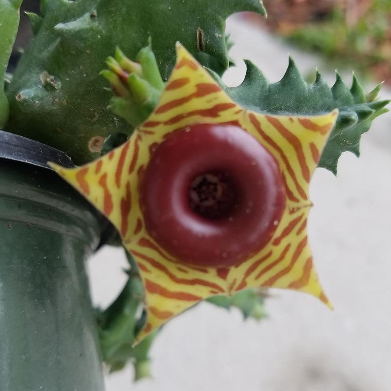  Huernia Zebrina Succulent Plant