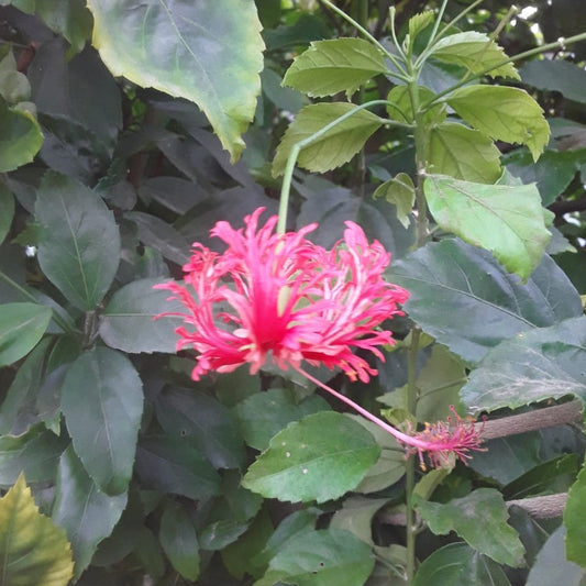  Hibiscus Schizopetalus Plant