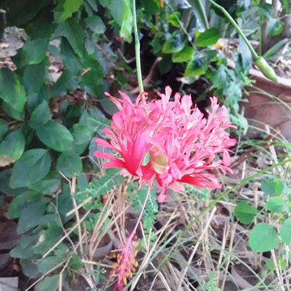  Hibiscus Schizopetalus Plant