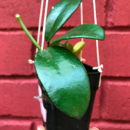 Hoya Diversifolia Crassipes Plant