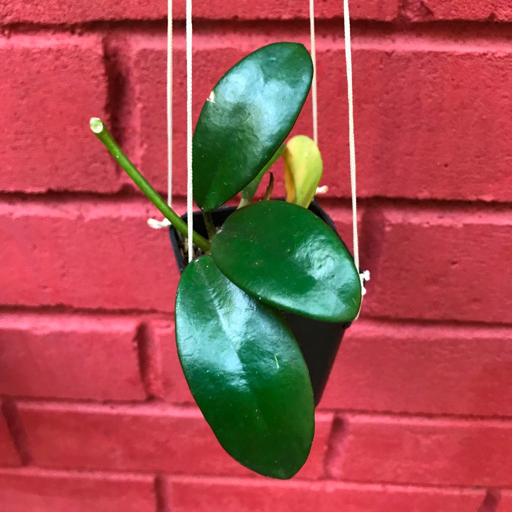  Hoya Diversifolia Crassipes Plant