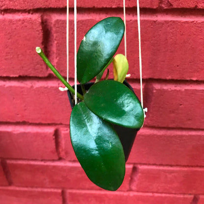  Hoya Diversifolia Crassipes Plant