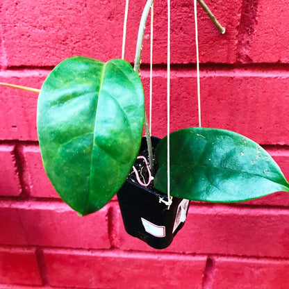  Hoya Halconensis Plant