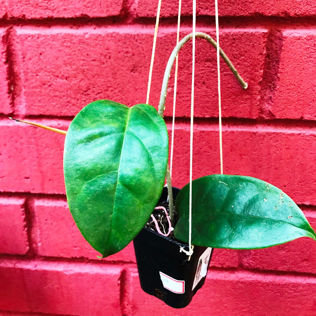  Hoya Halconensis Plant