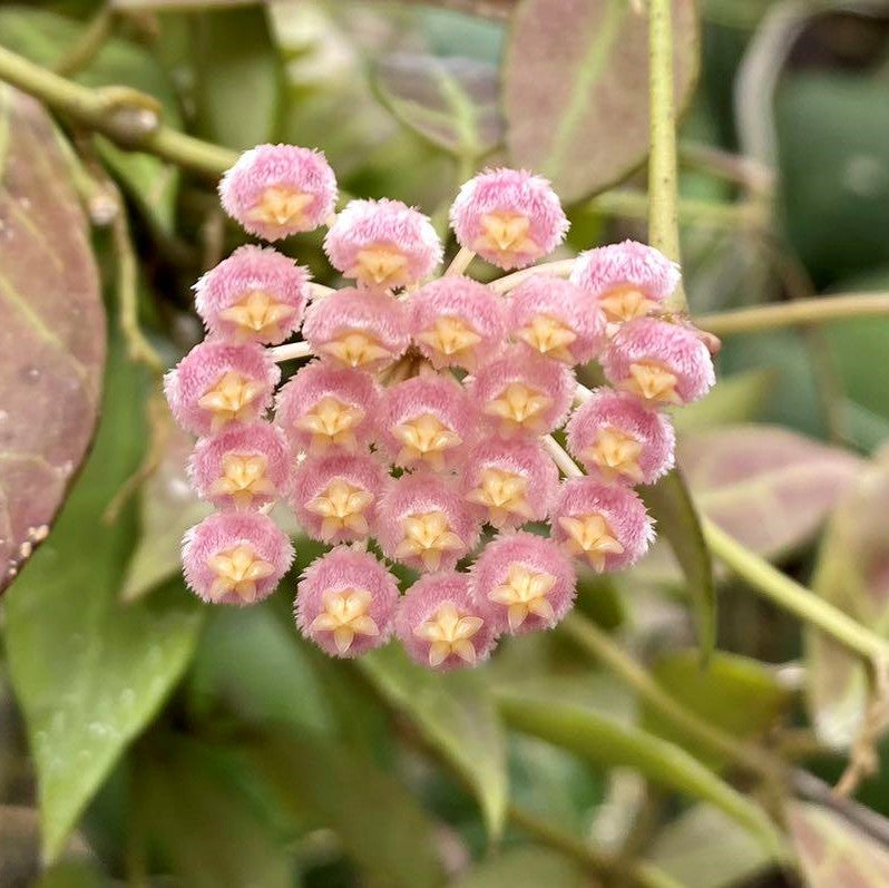  Hoya Rebecca Plant