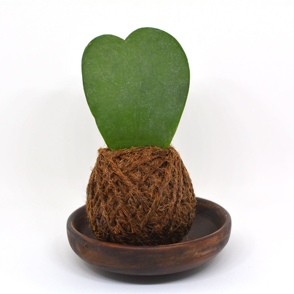  Kokedama Moss Ball Hoya Keri Plant