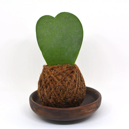  Kokedama Moss Ball Hoya Keri Plant