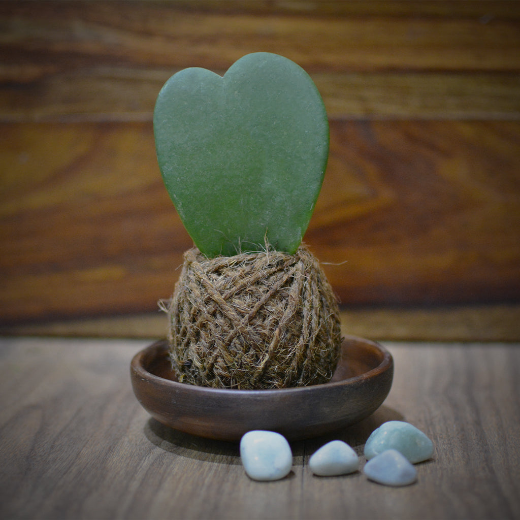 Kokedama Moss Ball Hoya Keri Plant