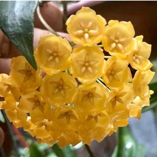  Hoya Blasherneazii Plant