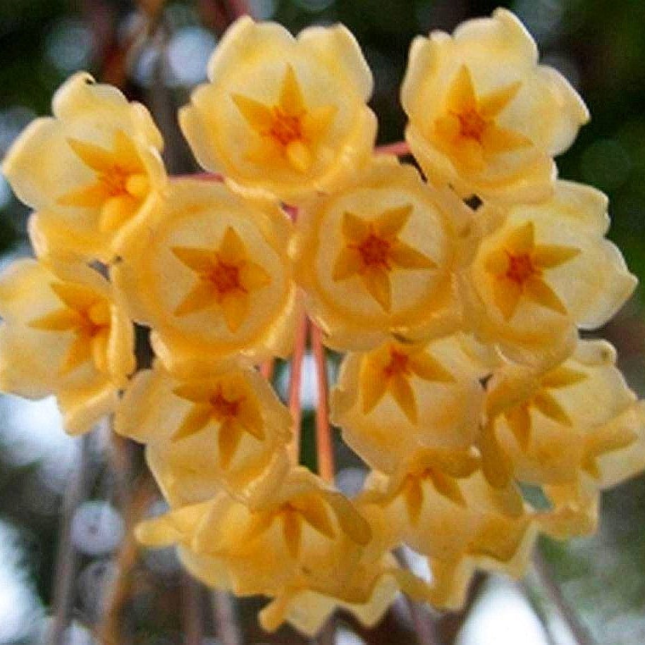  Hoya Blasherneazii Plant