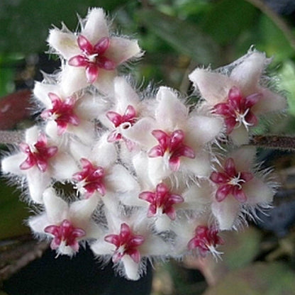  Hoya Caudata Sumatra Plant