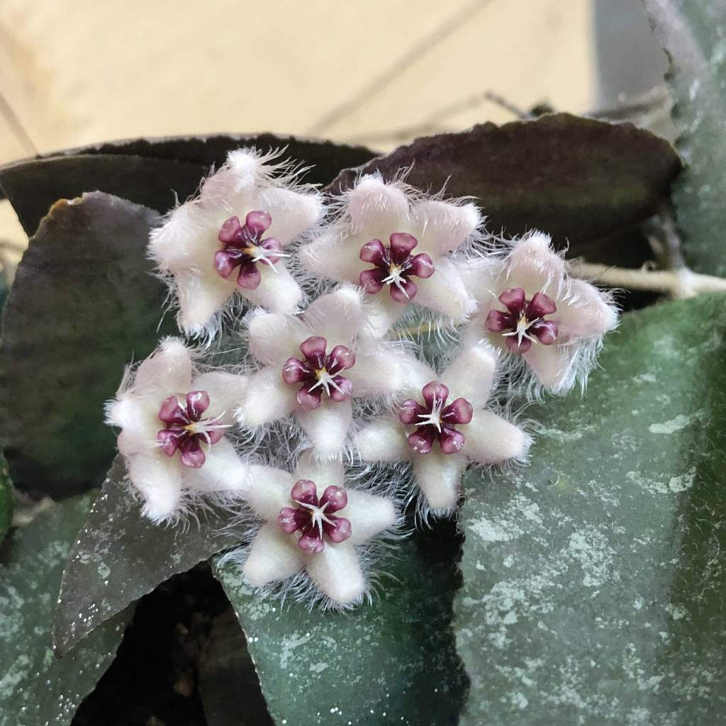  Hoya Caudata Sumatra Plant