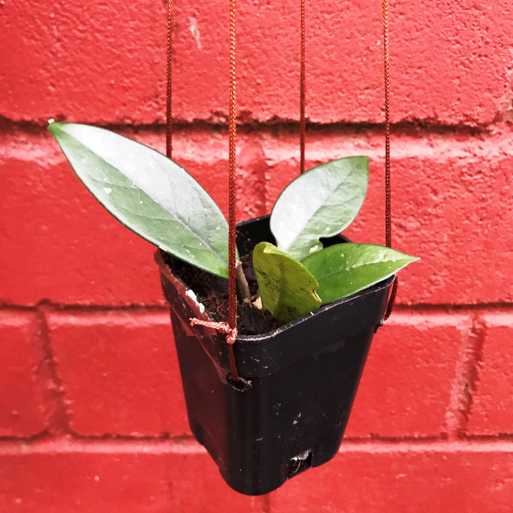  Hoya Dasyantha Plant