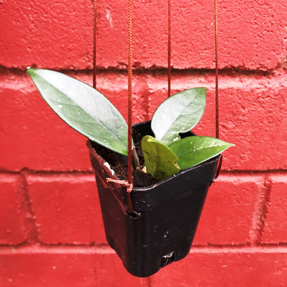  Hoya Dasyantha Plant