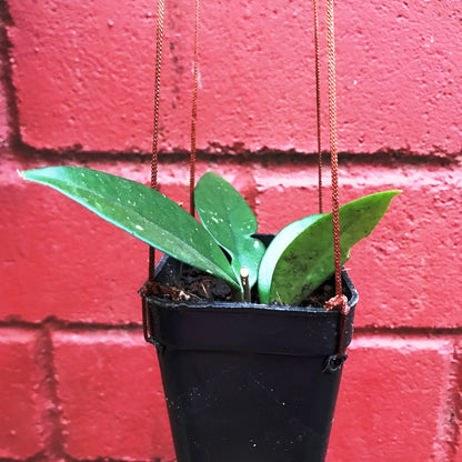  Hoya Dasyantha Plant