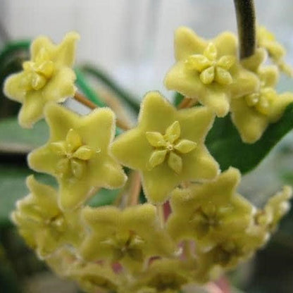  Hoya Dimorpha Plant