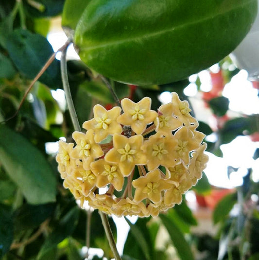  Hoya Dimorpha Plant