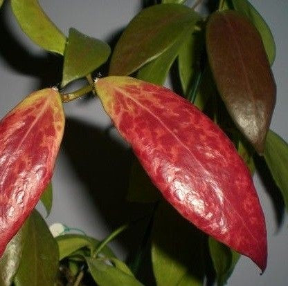  Hoya Flavida Plant