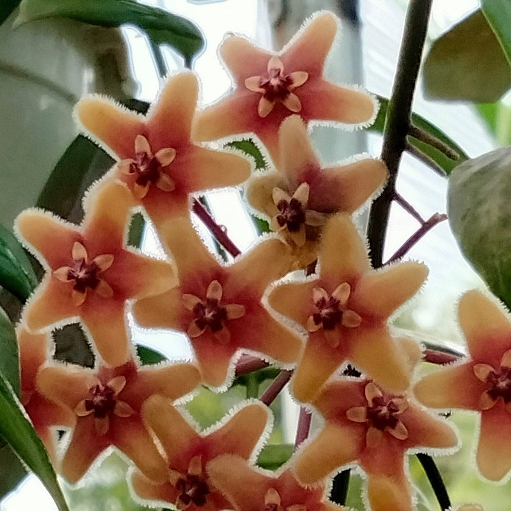  Hoya Flavida Plant