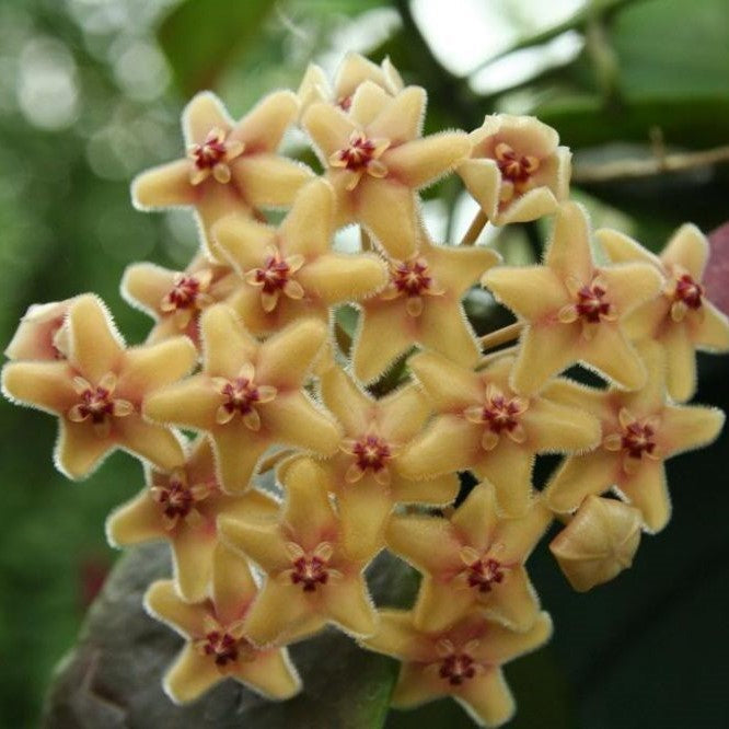  Hoya Flavida Plant