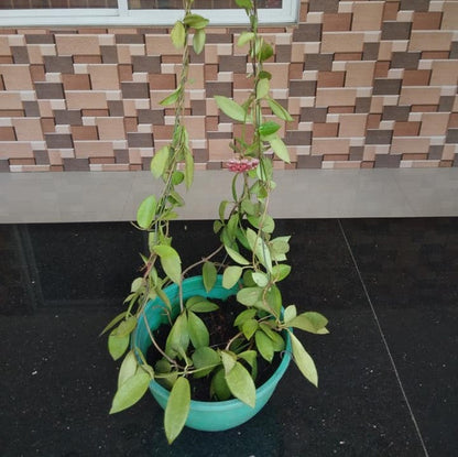  Hoya Affinis Halophila Plant