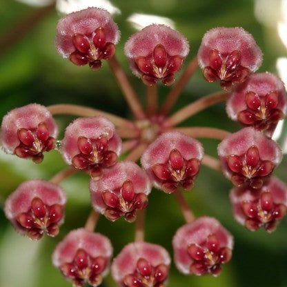  Hoya Affinis Halophila Plant