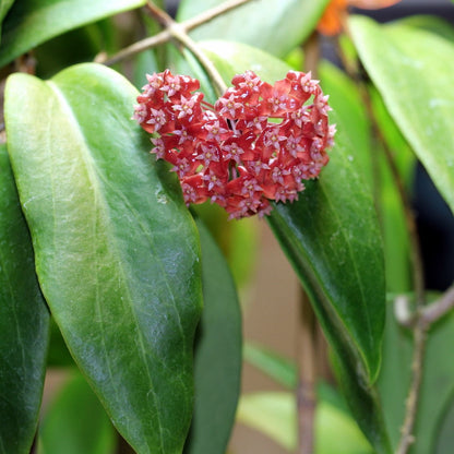  Hoya Ilagiorum Plant