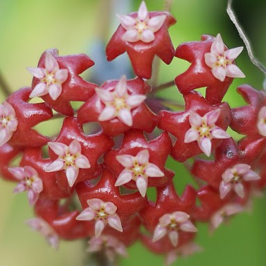  Hoya Ilagiorum Plant