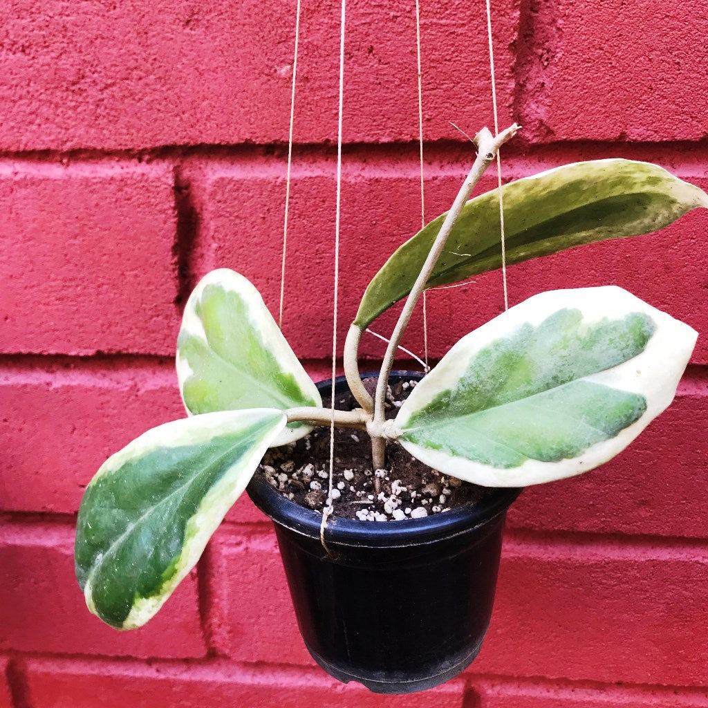 Hoya Incrassata Variegata Plant